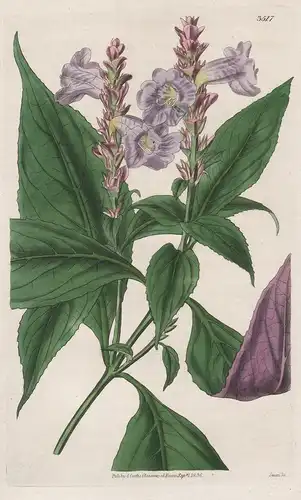 Strobilanthes Sabiniana. Mr. Sabine's Strobilanthes. 3517 - from Botanical Magazine; Nepal flower Blume Blumen