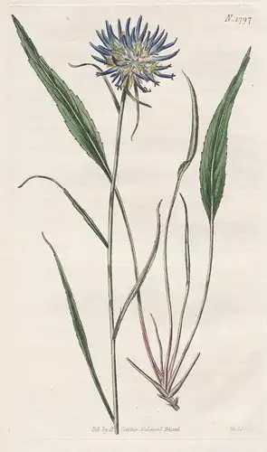 Phyteuma Scheuchzeri. Scheuchzer's Rampion. 1797 - from Botanical Magazine; Suisse Piemonte Schweiz flower Blu