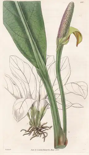 Pothos Crassinervia. Thick-Ribbed Pothos. 2987 - from Botanical Magazine; South Africa Afrika flower Blume Blu