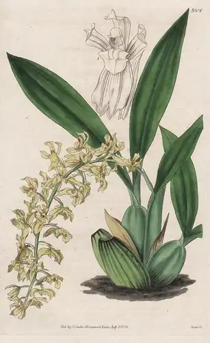Rodriguezia Planifolia. Even-Leaved Rodiguezia. 3504 - from Botanical Magazine; Orchid Orchidee Brazil Brasil