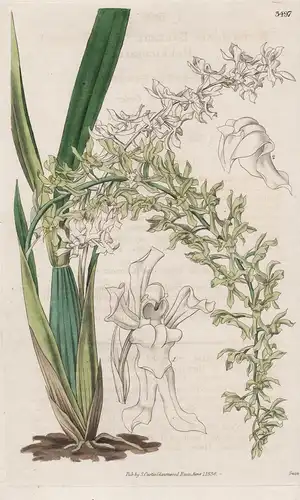 Rodriguezia Barkeri. Mr. Barker's Rodiguezia 3497 - from Botanical Magazine; Brazil Brasil Brasilien  Orchid O