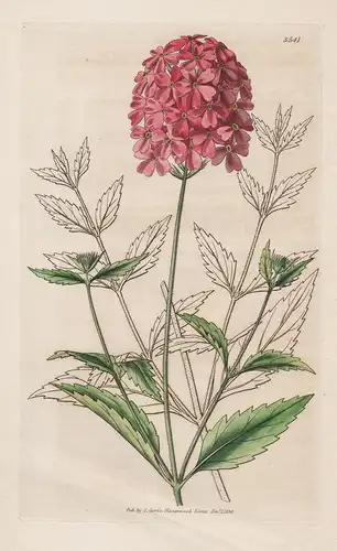 Verbena Tweedieana. Mr. Tweedie's Scarlet Vervain. 3541 - from Botanical Magazine; Ungary Ungarn Verbenen flow