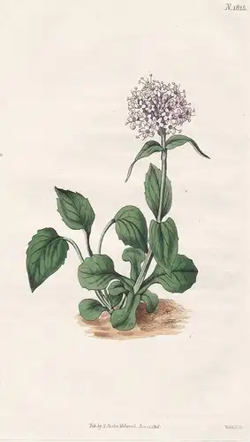 Valeriana Montana Rotundifolia. Round-Leaved Montain Valerian. 1825 - from Botanical Magazine; South Europe Eu