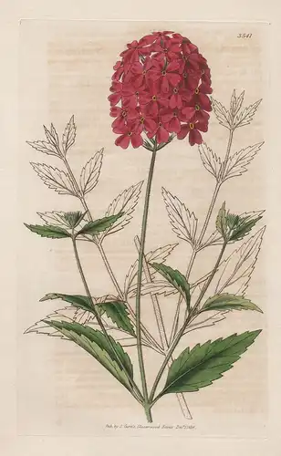 Verbena Tweedieana. Mr. Tweedie's Scarlet Vervain. 3541 - from Botanical Magazine; Ungary Ungarn flower Blume