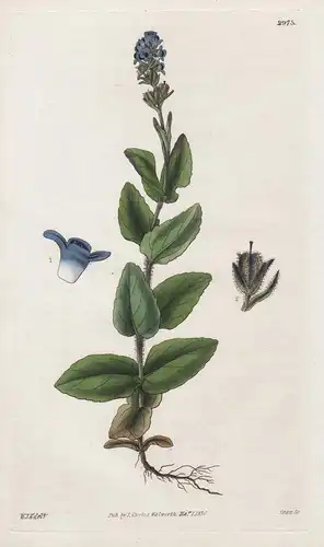 Veronica Alpina, var. Wormskioldii. Albine Speedwell, Wormskiold's var. 2975 - from Botanical Magazine; Rocky