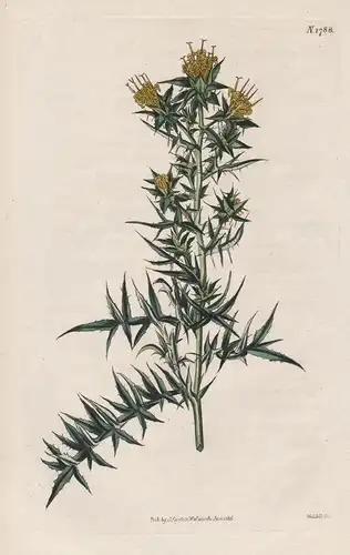 Stobaea Pinnata. Carthamus-like Stroaea. 1788 - from Botanical Magazine; South Africa Africa flower Blume Blum