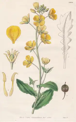 Vesicaria Grandiflora. Large-Flowered Vesicaria. 3464 - from Botanical Magazine; North America Amerika flower