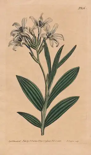 Babiana Disticha. Hyacinth-Scented Babiana. 626 - from Botanical Magazine; South Africa Afrika flower Blume Bl