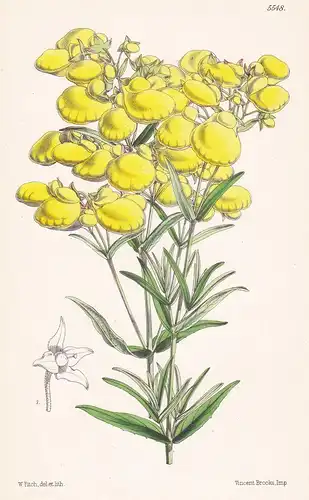 Calceolaria Hyssopifolia. Tab. 5548 - from the Botanical Magazine Ecuador flower Blume Blumen botanical Botani