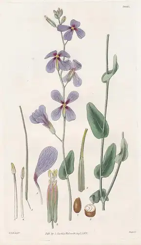 Moricandia Arvensis. Field Moricandia. 3007 - from Botanical Magazine; flower Blume Blumen botanical Botanik B