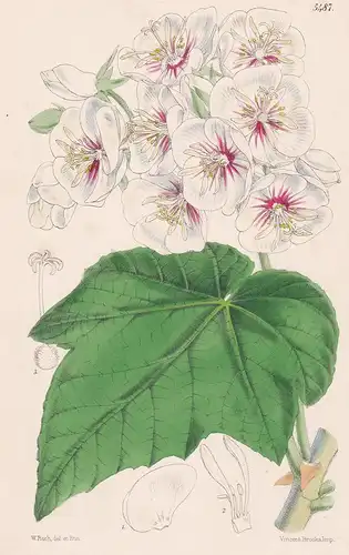 Dombeya Burgessiae. Tab. 5487 - from the Botanical Magazine South Africa Africa flower Blume Blumen botanical