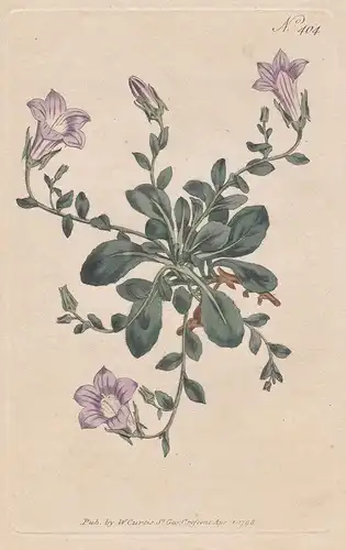 Campanula Mollis. Soft Bell-Flower. 404 - from Botanical Magazine; Sicily Spain Sizilien Spanien flower Blume