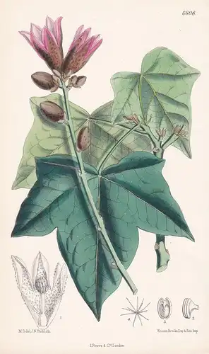 Sterculia (Bachychiton) Discolor. Tab. 6608 - from the Botanical Magazine Austalia Austalien flower Blume Blum