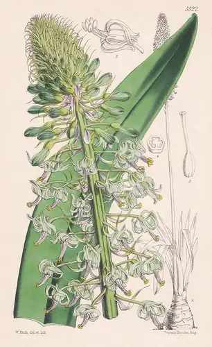 Drimia Altissima. Tab. 5522 - from the Botanical Magazine Tropical Africa Afrika flower Blume Blumen botanical