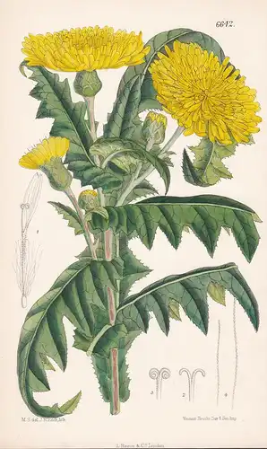 Sonchus Jacquini. Tab. 6642 - from the Botanical Magazine Canary Islands Kanarische Inseln flower Blume Blumen