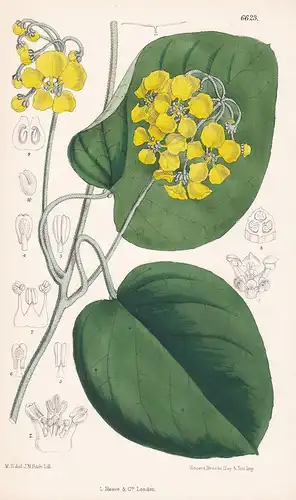 Stigmaphyllon Littorale. Tab. 6623 - from the Botanical Magazine Brazil Brasil Brasilien flower Blume Blumen b