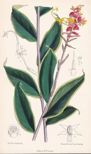 Globba Atro-Sanguinea. Tab. 6626 - from the Botanical Magazine Borneo Orchid Orchidee flower Blume Blumen bota