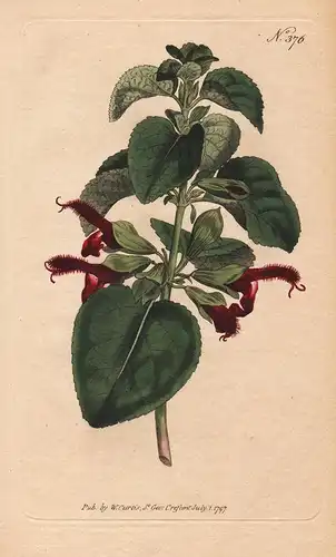 Salvia Formosa. Shining-Leaved Sage. 376 - from Botanical Magazine; Peru flower Blume Blumen botanical Botanik