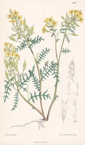 Selenia Aurea. Tab. 6607 - from the Botanical Magazine Arkansas America Amerika flower Blume Blumen botanical