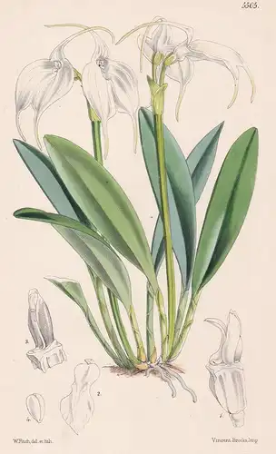 Masdevallia Tovarensis. Tab. 5505 - from the Botanical Magazine Colombia Kolumbien Orchid Orchidee flower Blum