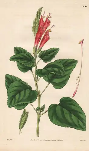 Salvia Strictiflora. Erect-Flowered Sage. 3135 - from Botanical Magazine; Peru flower Blume Blumen botanical B
