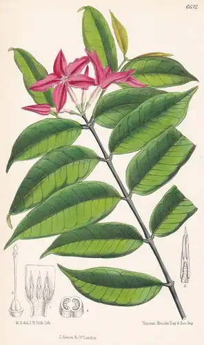 Mascarenhasia Curnowiana. Tab. 6612 - from the Botanical Magazine Madagascar Madagaskar flower Blume Blumen bo