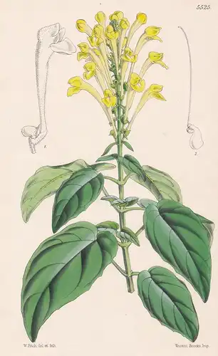 Scutellaria Aurata, var. sulphurea. Tab. 5525 - from the Botanical Magazine Brazil Brasil Brasilien flower Blu