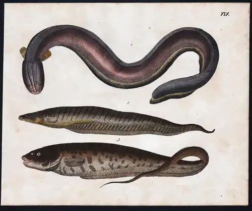 Zitteraal Electric eel / Kurzschwanz / Langschwanz - Fisch fish Fische (Tafel XIX)