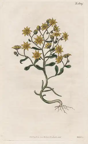 Sempervivum Villosum. Hairy Houseleek. 1809 - from Botanical Magazine; Maideira flower Blume Blumen botanical