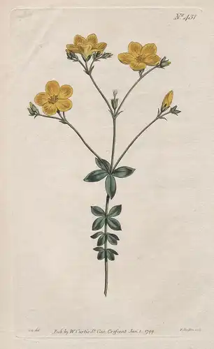 Linum Quadrifolium. Four-Leaved Flax 431 - from Botanical Magazine; South Africa flower Blume Blumen botanical