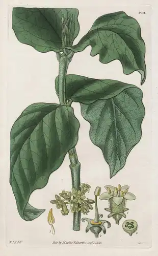 Vangueria Velutina. Velvety Vangueria 3014 - from Botanical Magazine; Madagascar flower Blume Blumen botanical