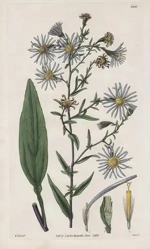 Aster Leavigatus.Smooth-Leaved Michaelmas Daisy 2995 - from Botanical Magazine; South Africa flower Blume Blum