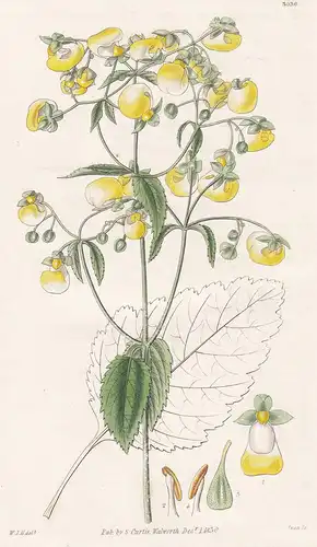 Calceolaria Bicolor. Slipper-Wort. 3036 - from Botanical Magazine; Peru flower Blume Blumen botanical Botanik