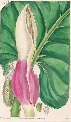 Caladium Fragrantissimum. Delicious-Scented Caladium. 3314 - from Botanical Magazine; Guyana flower Blume Blum