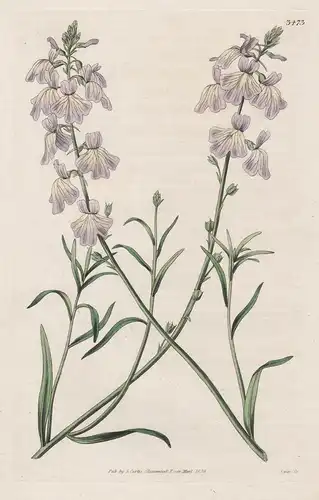 Linaria Canadensis. American Toadflax Tab. 3473 - from Botanical Magazine North America Nord Amerika Löwnmäulc