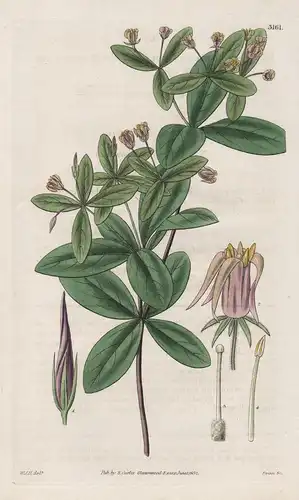 Pittosporum Corniflium. Cornel-Leaved Pittosporum Tab. 3161 - from Botanical Magazine West Indies Indien Pitto