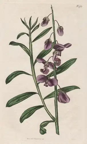 Polygala Speciosa. Shewy Milk-Wort. Tab. 1780 - from Botanical Magazine South Africa Afrika Kreuzblumen milkwo