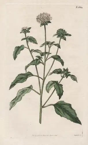 Lagasca Mollis. Lost-Leaved Lagasca Tab. 1804 - from Botanical Magazine Lagascea Cuba Kuba flower Blume Blumen