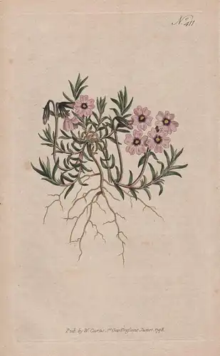Phlox Subulata. Awl-Leaved Phlox or Lychnidea Tab. 411 - from Botanical Magazine Virginia Polster Teppich Phlo