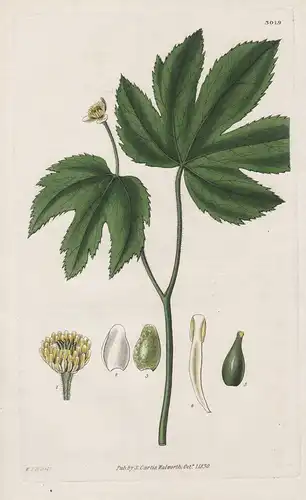 Hydrastis Canadensis. Canadian Yellow-Root. Tab. 3019 - from Botanical Magazine North America Amerika Goldense