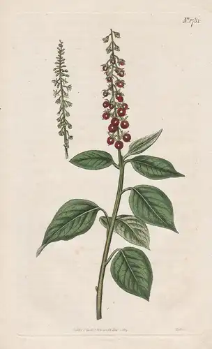 Rivina Humilis. Downy Rivina Tab. 1781 - from Botanical Magazine West Indies Indien Blutbeere Korallenbeere fl