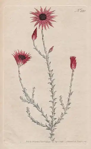 Xeranthemum Canescens. Elegant Xeranthemum Tab. 420 - from Botanical Magazine South Africa Afrika Spreublumen