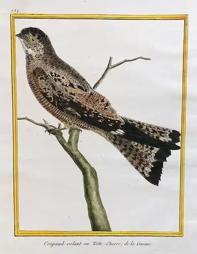 Crapaud-volant ou Tette-Chevre, de la Guiane - French Guiana Guyane Vögel birds Vogel bird