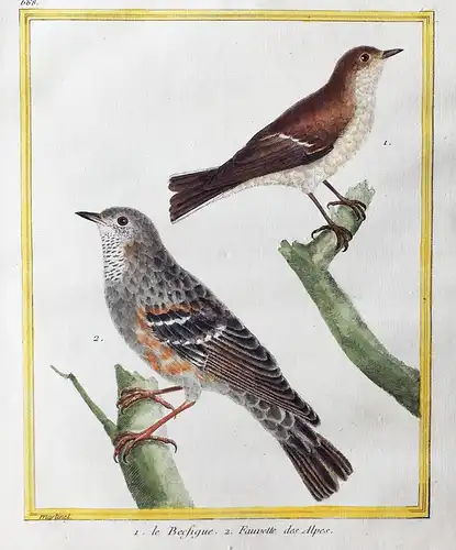 1. Le Becfigue. 2. Fauvette des Alpes. - Warbler Alpen Alps Vögel birds Vogel bird