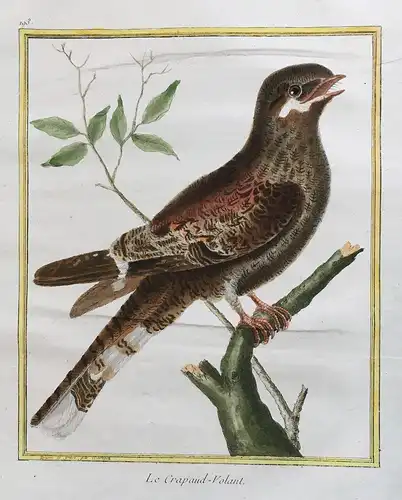 Le Crapaud-volant - nightjar goatsucker Vögel birds Vogel bird