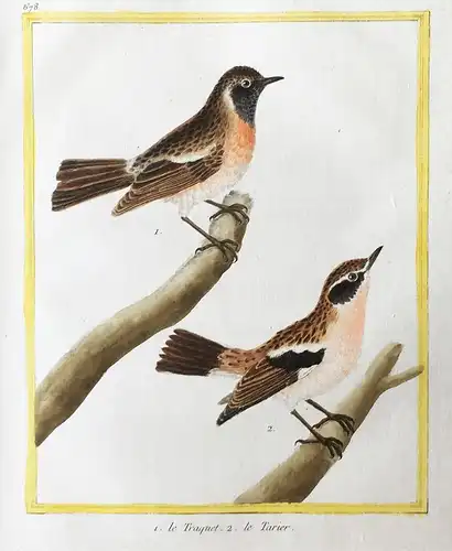 1. le Traquet. 2. le Tarier - stonechat Schwarzkehlchen wheater Vögel birds Vogel bird