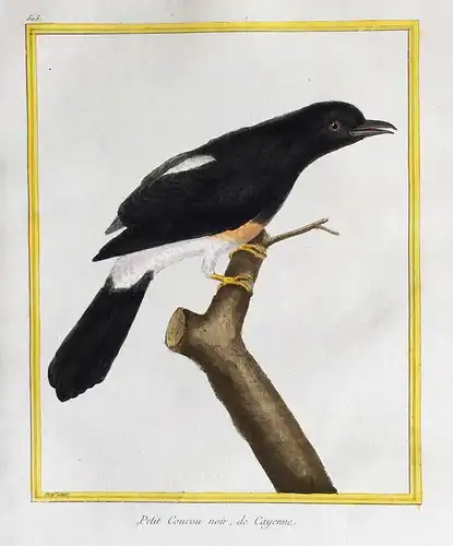 Petit Coucou noir, de Cayenne - black cuckoo French Guiana Cayenne Guyanne Vögel birds Vogel bird