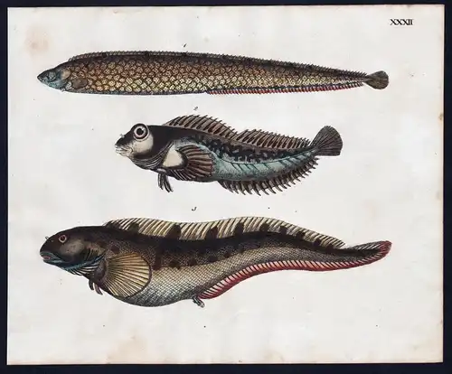 Butterfisch spotted blenny / Meerlerche / Aalmutter - Fisch fish Fische (Tafel XXXII)