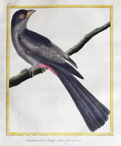 Couroucou gris, a longue queue, de Cayenne - grey trogon Cayenne French Guiana Vögel birds Vogel bird