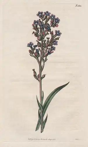 Anchusa Capensis. Cape Bugloss Tab. 1822 - from Botanical Magazine South Africa Afrika Myosotis Vergissmeinnic